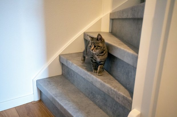 Afbeelding - Geschikt voor huisdieren